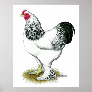 Brahma:  Light Rooster Poster