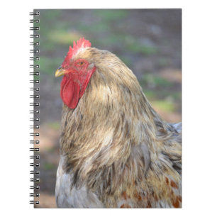 Brahma Rooster Notebook