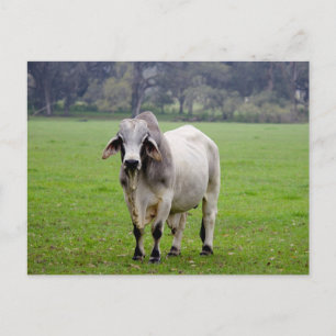 Brahman (aka. Brahma) Bull in Field Postcard