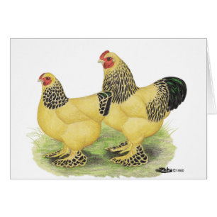 Brahmas:  Buff Bantams