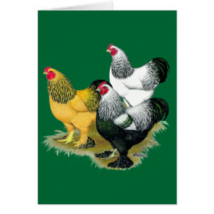 Brahmas Three Roosters