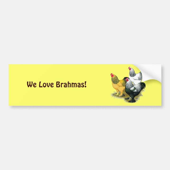 Brahmas Three Roosters Bumper Sticker (Front)