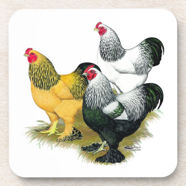 Brahmas Three Roosters Coaster (Front)