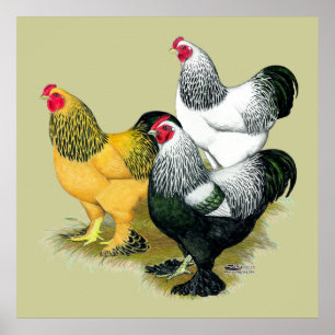Brahmas Three Roosters Poster