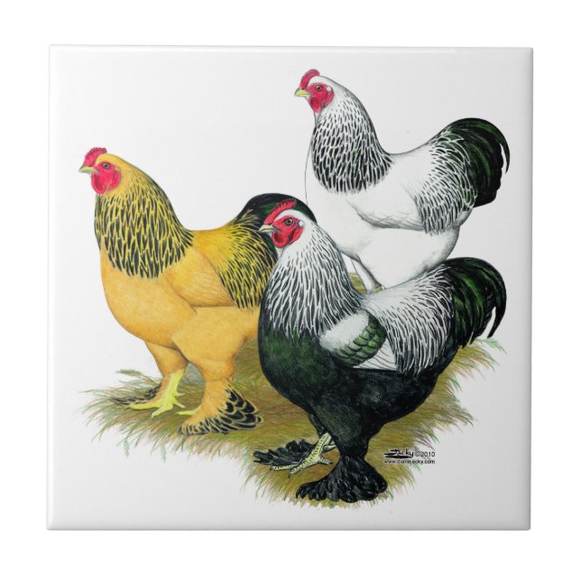 Brahmas Three Roosters Tile (Front)