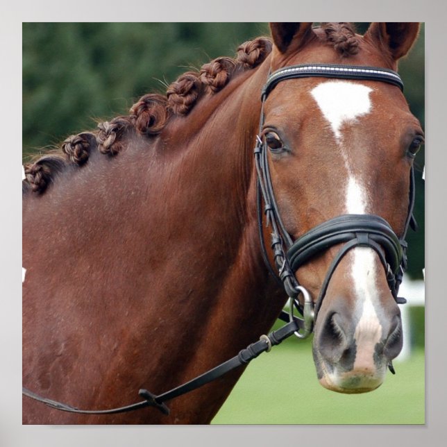 Braided Horse Mane Poster Print (Front)