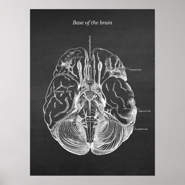 Brain Anatomical Illustration Print no. 3 (Front)