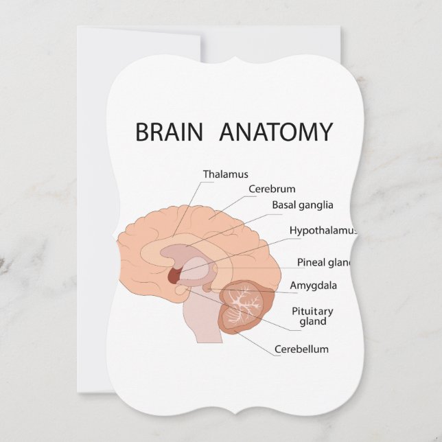 Brain anatomy (Front)
