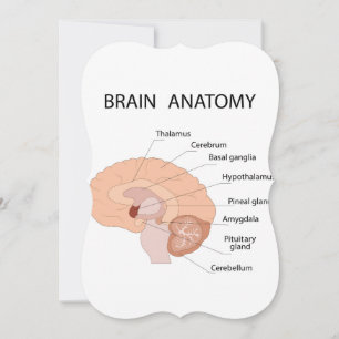 Brain anatomy