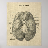 Brain Anatomy Art #1 with Cream Background