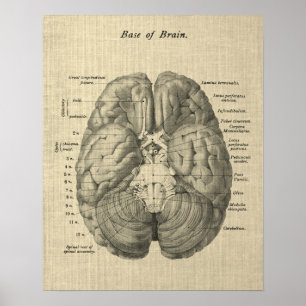 Brain Anatomy Art #1 with Cream Background Poster