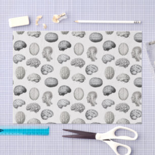 Brain Anatomy Biology Illustrations Tissue Paper