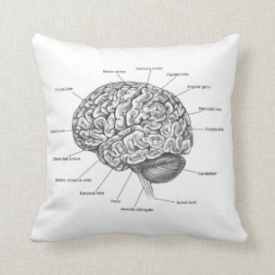 Brain Anatomy Cushion
