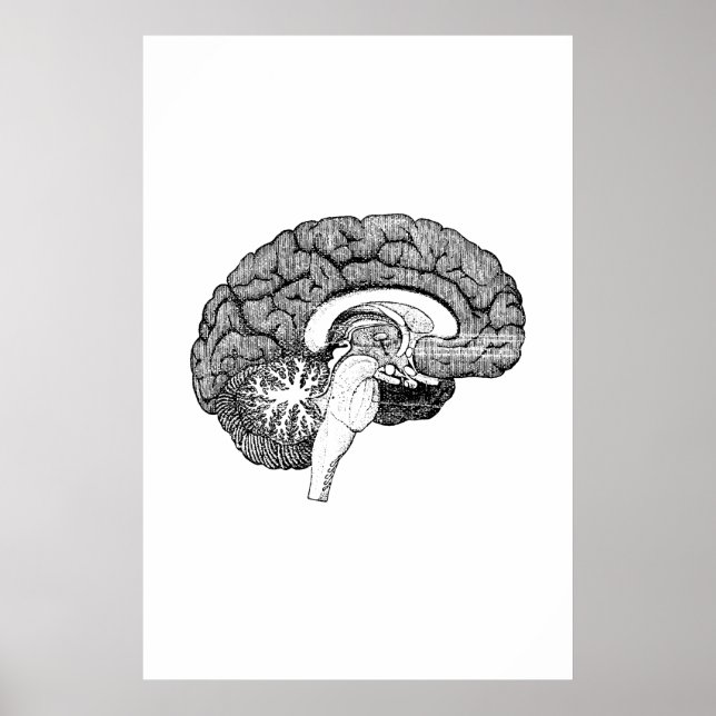 Brain Anatomy Illustration Poster (Front)