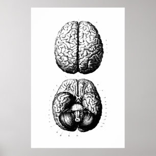 Brain Anatomy Illustration Poster