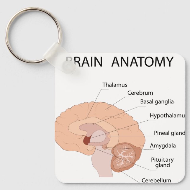 Brain anatomy key ring (Front)