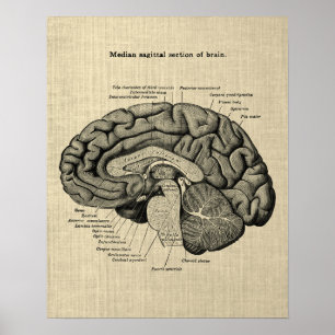 Brain Anatomy no. 2 with Cream Background Poster