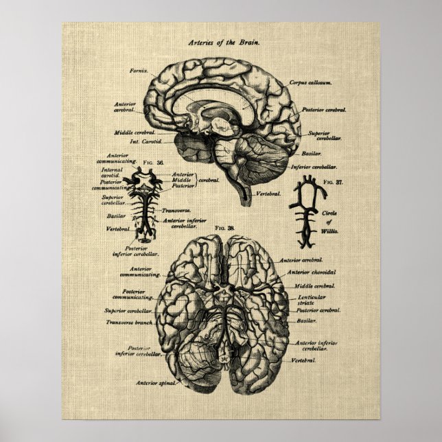 Brain Anatomy no. 4 Cream Background Poster (Front)