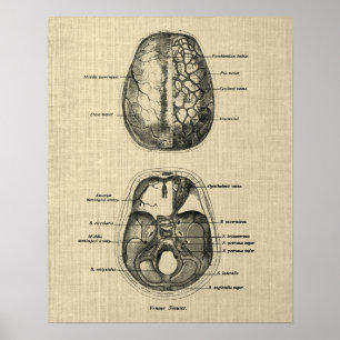 Brain Anatomy no. 5 with Cream Background Poster