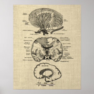 Brain Anatomy no. 8 with Cream Background Poster