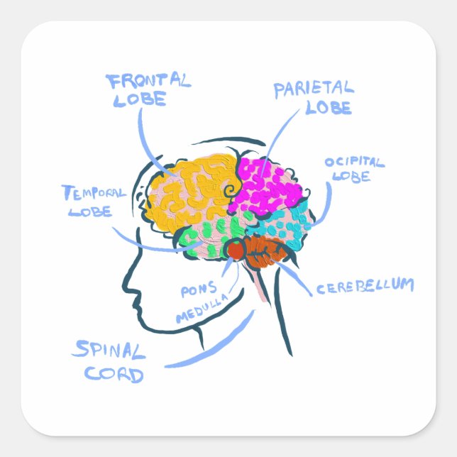 Brain anatomy painted illustration with labels (Front)