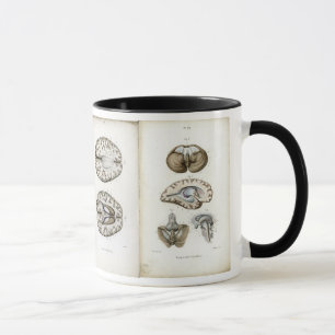 Brain anatomy print mug