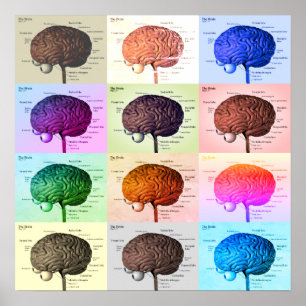 Brain/Colour Poster