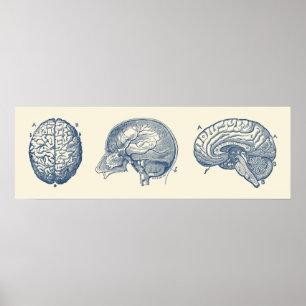 Brain Diagram  Three Views  Vintage Anatomy Poster