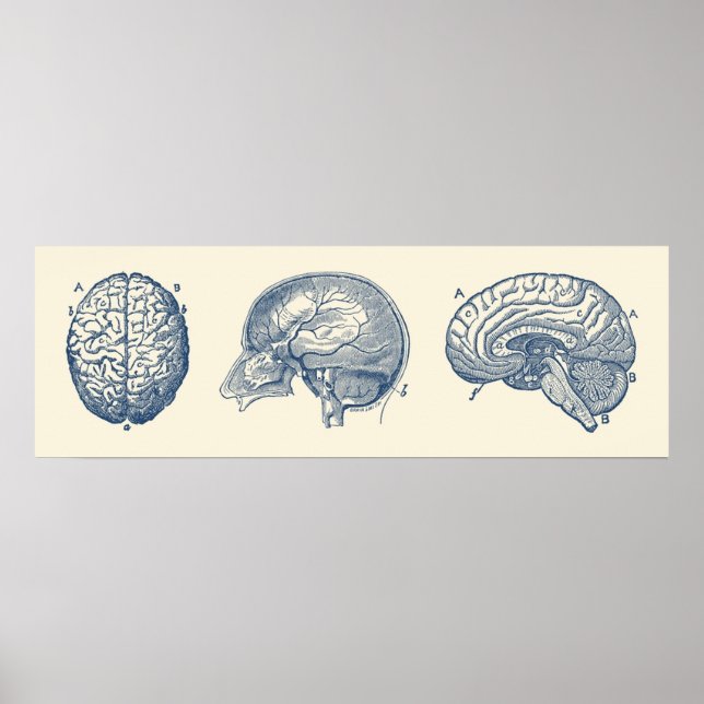 Brain Diagram  Three Views  Vintage Anatomy Poster (Front)