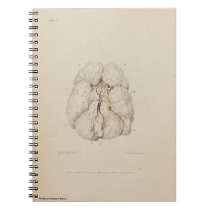 Brain Notebook