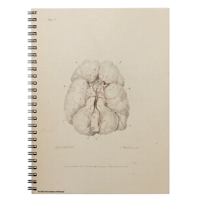 Brain Notebook (Front)