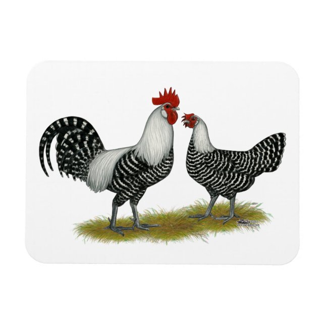 Brakel Chickens Magnet (Horizontal)