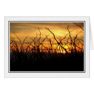Brambles at Sunset