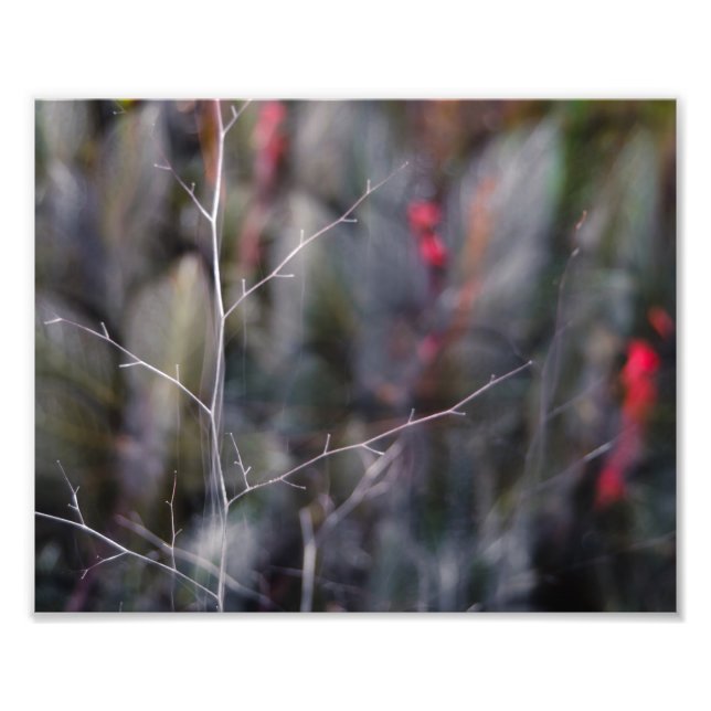 branch abstract photo (Front)