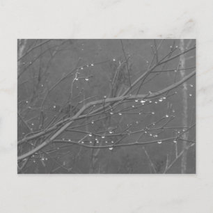 Branch in the Rain Postcard
