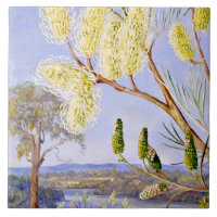 Branch of a Grevillea and View on the Swan River