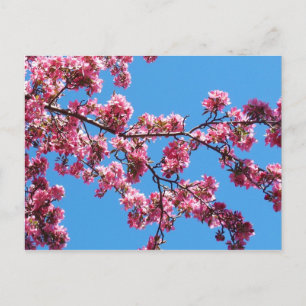 Branch of Cherry Blossoms Postcards