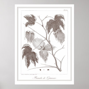 Branch of Cotton Plant - Branche de Cotonnier Poster