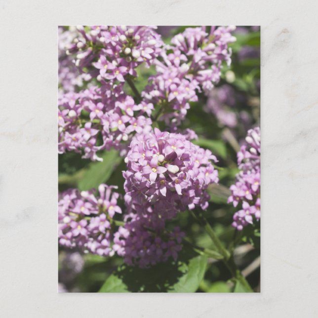 Branch of lilac postcard (Front)