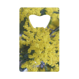Branch of mimosa