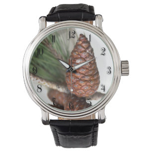 Branch of pine with the pinecones watch
