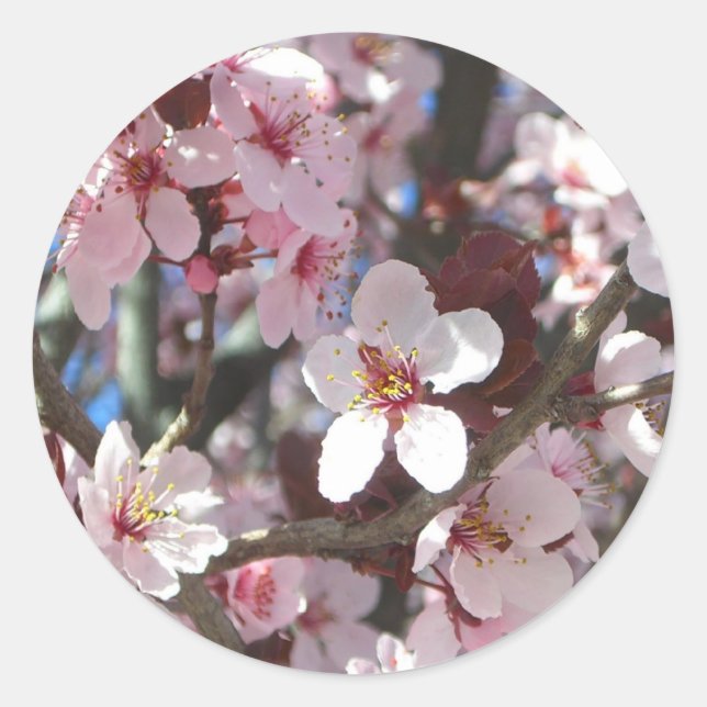 Branch of Pink Blossoms Spring Floral Classic Round Sticker (Front)