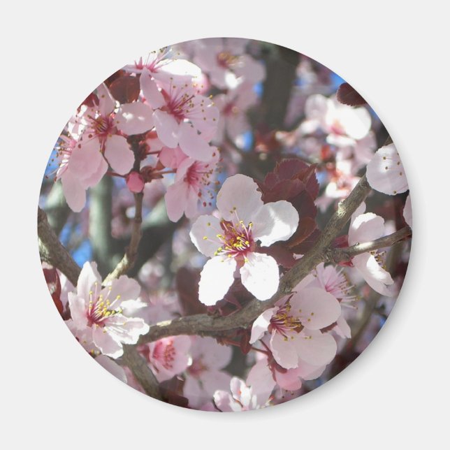 Branch of Pink Blossoms Spring Floral Magnet (Front)