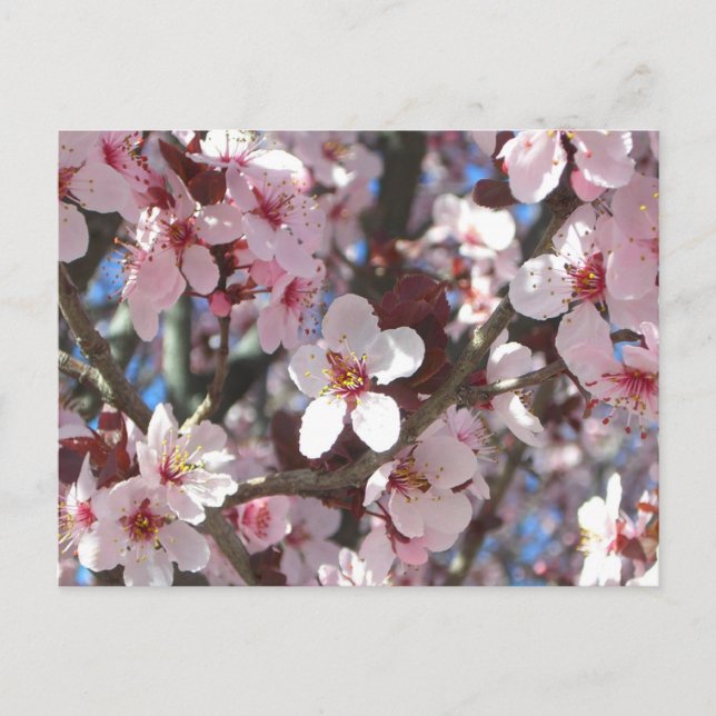 Branch of Pink Blossoms Spring Floral Postcard (Front)