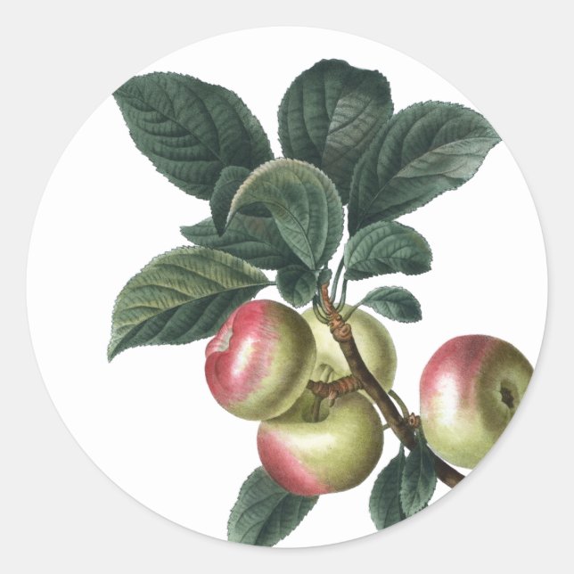 Branch of Red Apples Classic Round Sticker (Front)