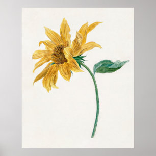 Branch with a sunflower (1714–1760) painting  poster