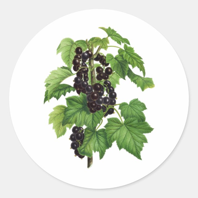 Branch with Black Currant Fruit Classic Round Sticker (Front)