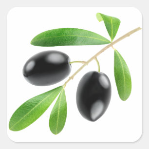 Branch with black olives square sticker