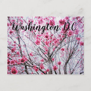 Branches and Blooms of a Cherry Tree Postcard