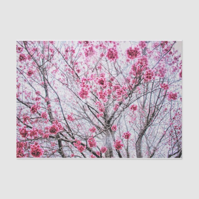Branches and Blooms of a Cherry Tree Tissue Paper (Front)